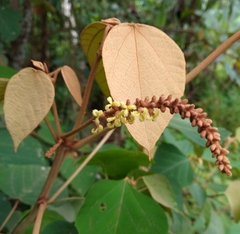 Mallotus macrostachyus