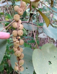 Mallotus macrostachyus