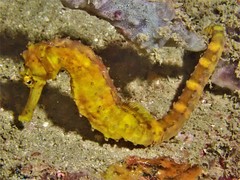 Hippocampus comes