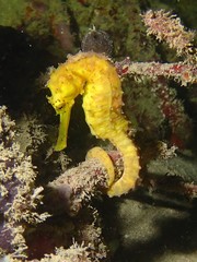 Hippocampus comes