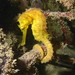 Observation photo