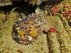 Batrachomoeus trispinosus