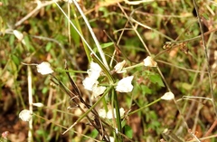 Dicliptera resupinata