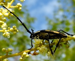 Sphaenothecus trilineatus