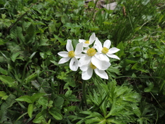 Anemonastrum fasciculatum