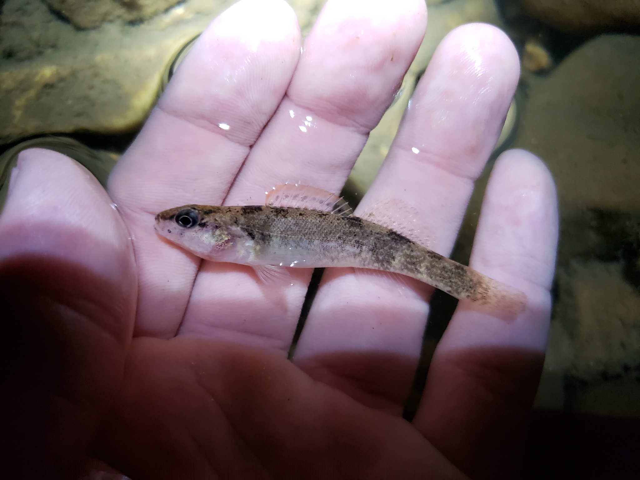 Etheostoma autumnale Mayden, 2010