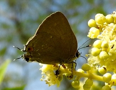 Ostrinotes halciones
