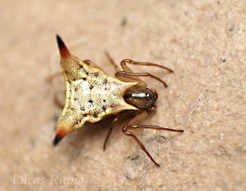 Micrathena jundiai