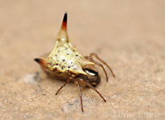 Micrathena annulata
