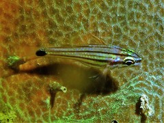 Ostorhinchus endekataenia