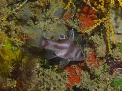 Apogonichthyoides melas