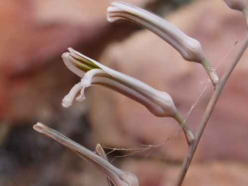 Image of Haworthiopsis scabra by (c) Ren Hoekstra, some rights reserved (CC BY)