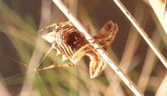 Acanthepeira venusta