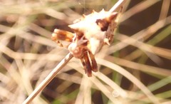 Acanthepeira venusta