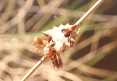 Acanthepeira venusta