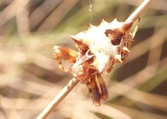 Acanthepeira venusta