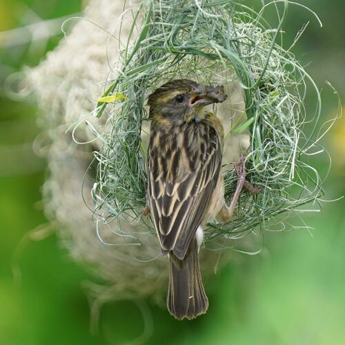 Baya Weaver (Ploceus philippinus), photo 5