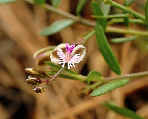 Representative image of Polygala rupestris