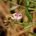 Polygala rupestris - Photo (c) Stefan Neuwirth, algunos derechos reservados (CC BY-NC), subido por Stefan Neuwirth