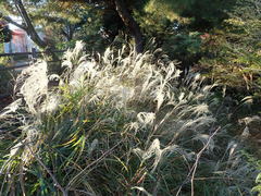 Miscanthus sinensis