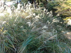 Miscanthus sinensis