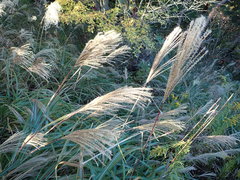 Miscanthus sinensis