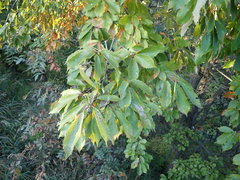 Quercus serrata