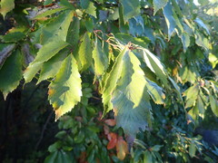 Quercus serrata