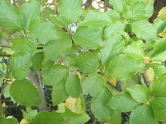 Cornus florida