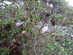 Rhododendron