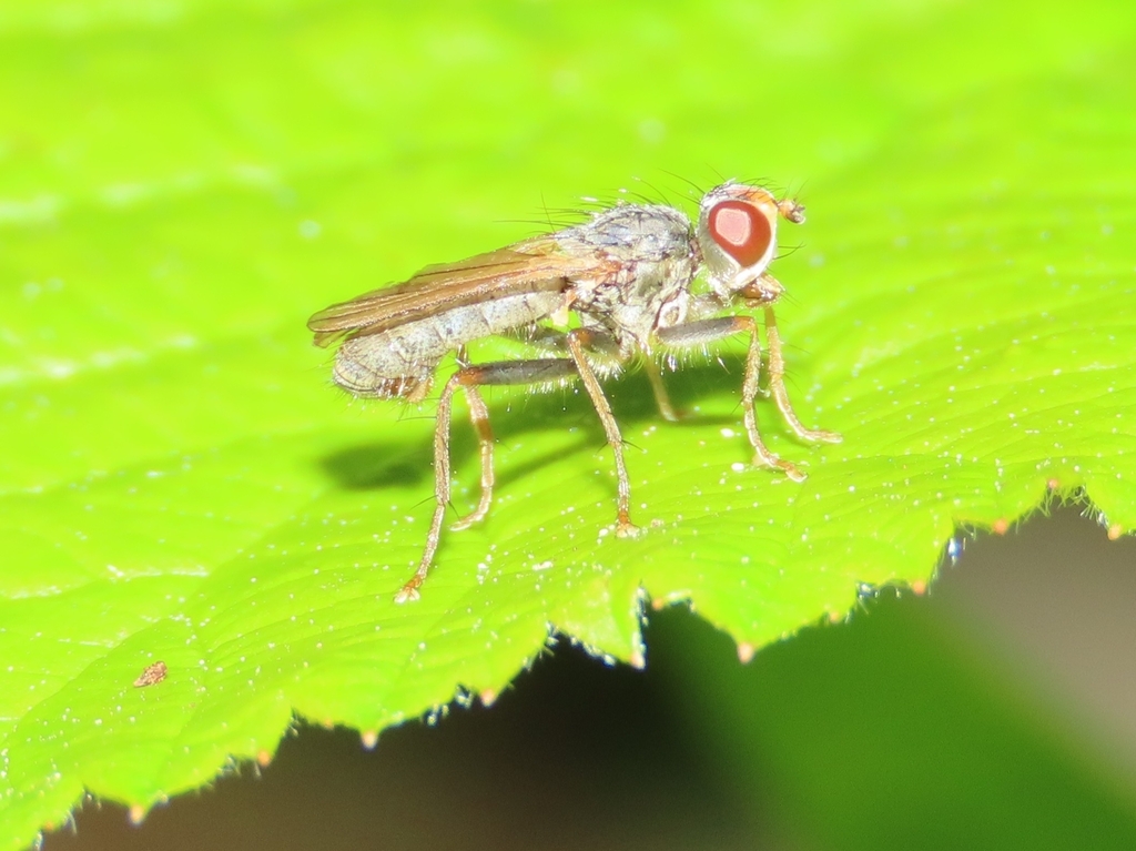 Cordilura ontario