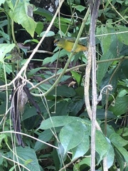 Euphonia fulvicrissa