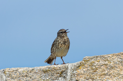 Bisbita costero (Anthus petrosus)