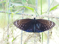 Euploea phaenareta