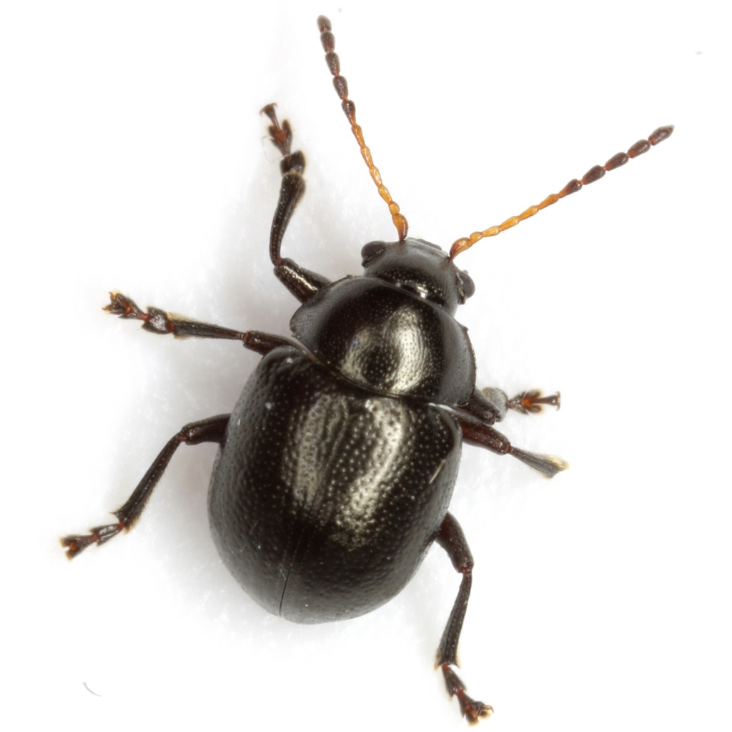 Brachypnoea rotundicollis