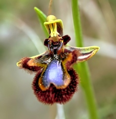 Ophrys speculum speculum