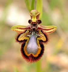 Ophrys speculum speculum