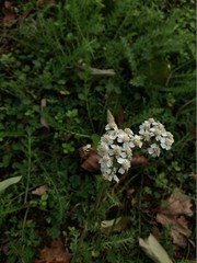 Achillea millefolium