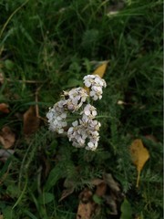 Achillea millefolium