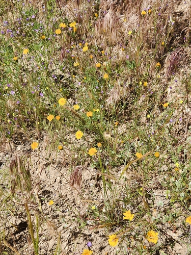 Image of Pentachaeta aurea by no rights reserved