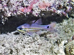 Ostorhinchus endekataenia