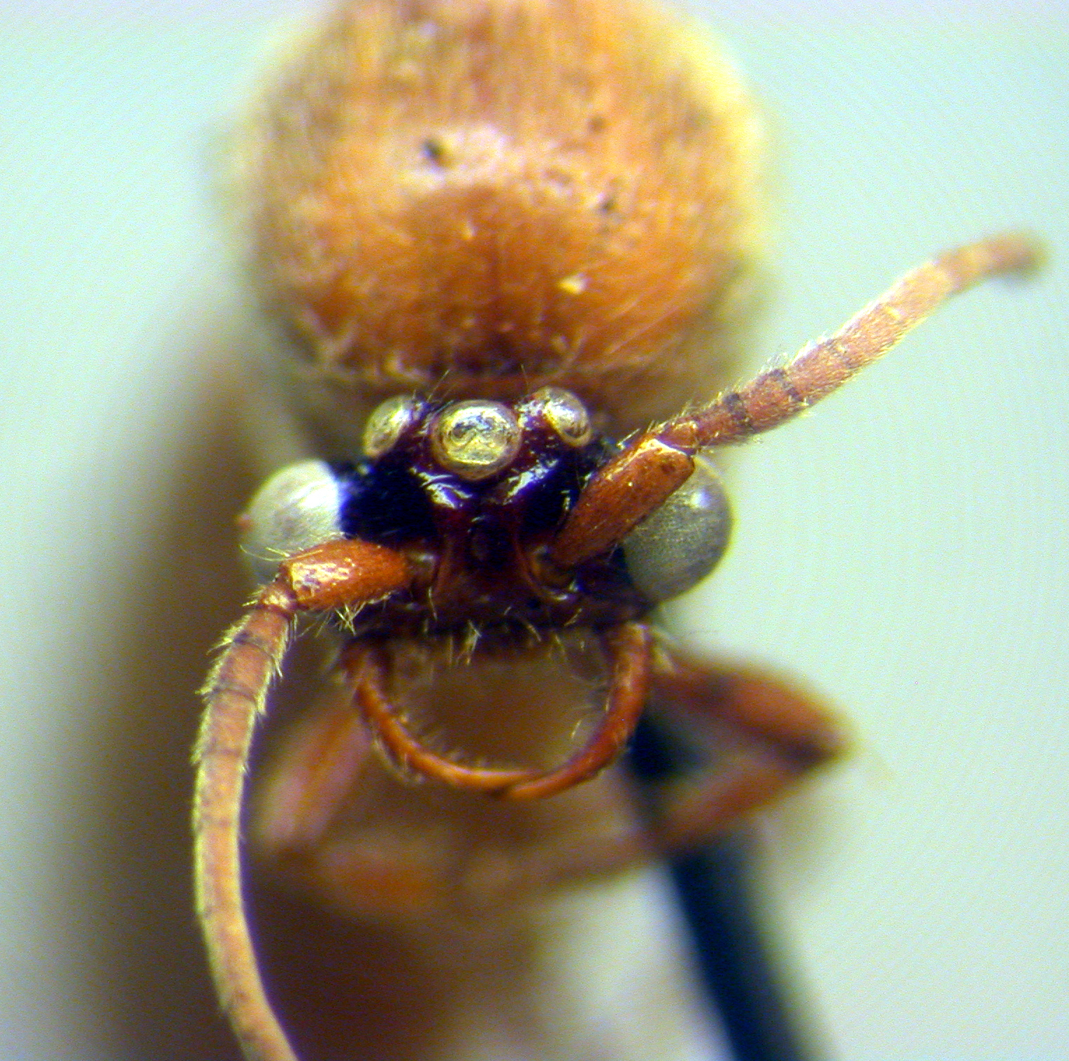 Neivamyrmex shuckardi
