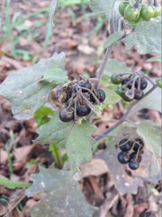 Solanum nigrum