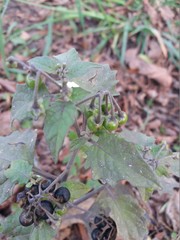 Solanum nigrum