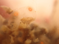 Ecteinascidia turbinata