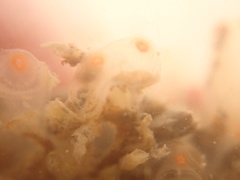 Ecteinascidia turbinata