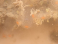 Ecteinascidia turbinata