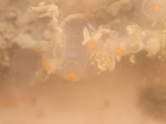 Ecteinascidia turbinata