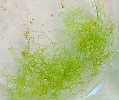 Hydrodictyon reticulatum