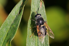 Stratiomys singularior